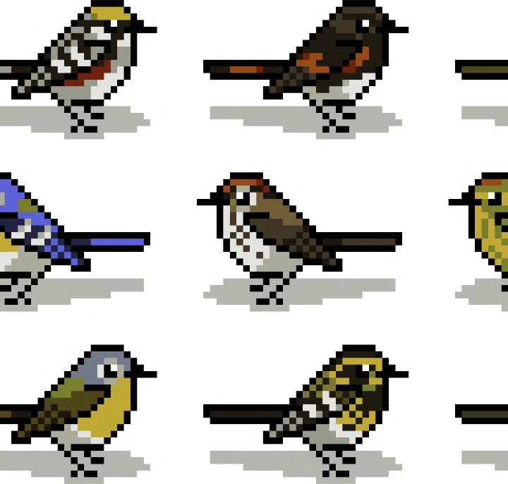 Birding Video Game